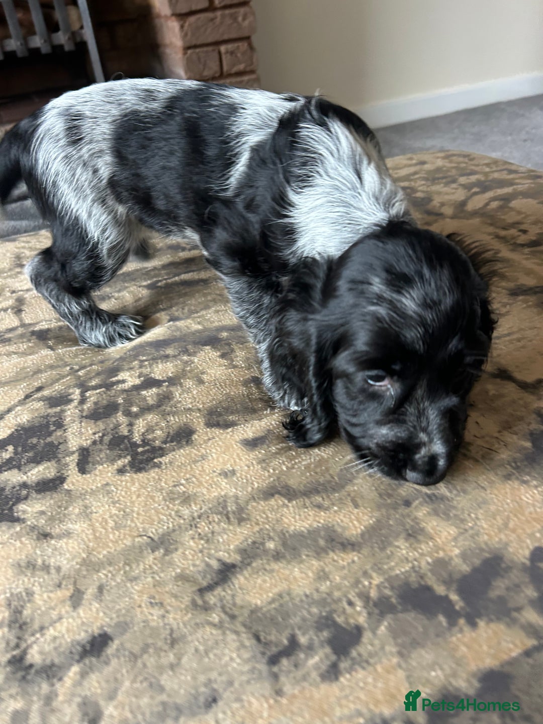 Cocker Spaniel dogs for sale: Blue roan cocker spaniels ready 17th September - Image 23