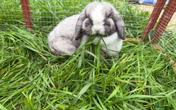 Mini Lop rabbits for sale: Iron Grey Mini lop doe  - Image 1