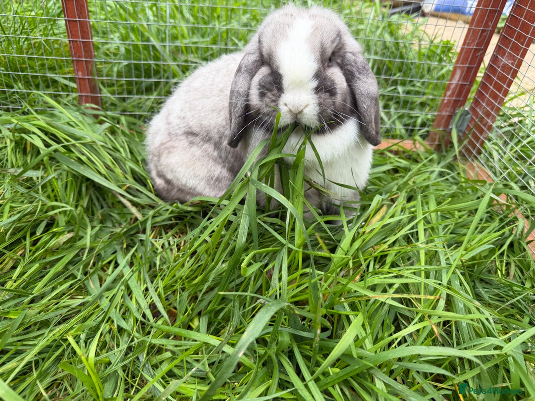Mini Lop rabbits for sale: Iron Grey Mini lop doe  - Image 1