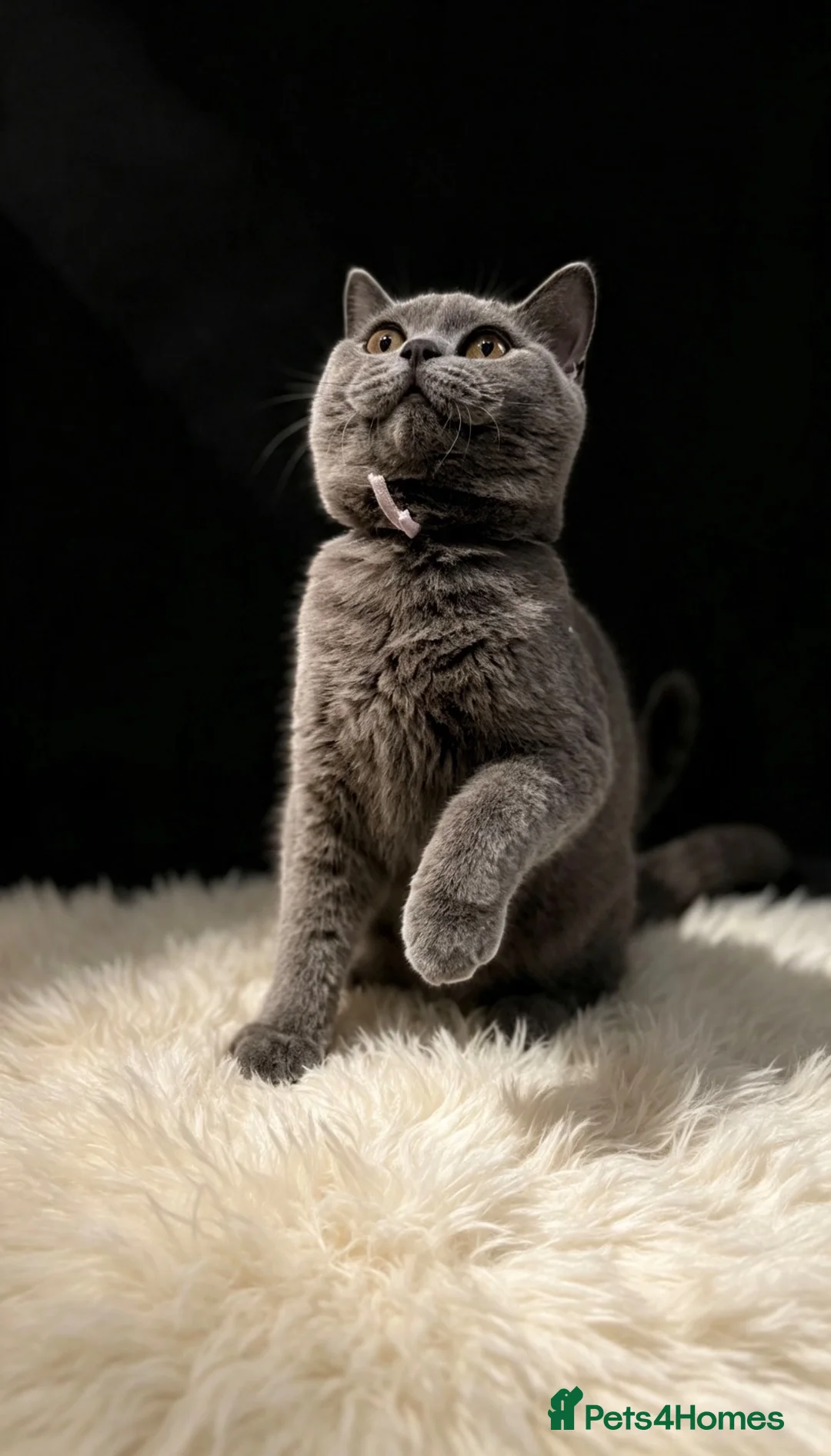 British Shorthair cats for sale: READY NOW 💙 Blue British Shorthair Kittens 💙 - Advert 2