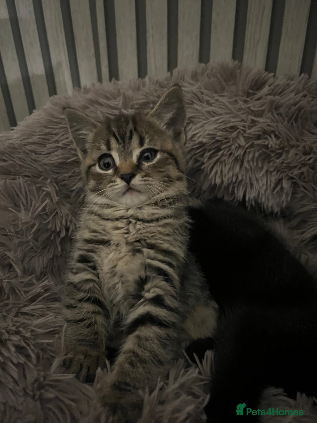 British Shorthair cats for sale: 🐾✨British Shorthair × Silver Tabby Kittens✨🐾 - Image 6