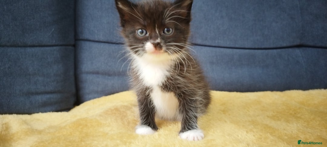 Ragdoll cats for sale: Half Ragdoll - one boy and four girls - Image 27