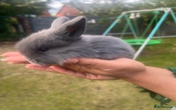 Mini Lion Lop rabbits for sale: Mini lop - Image 20