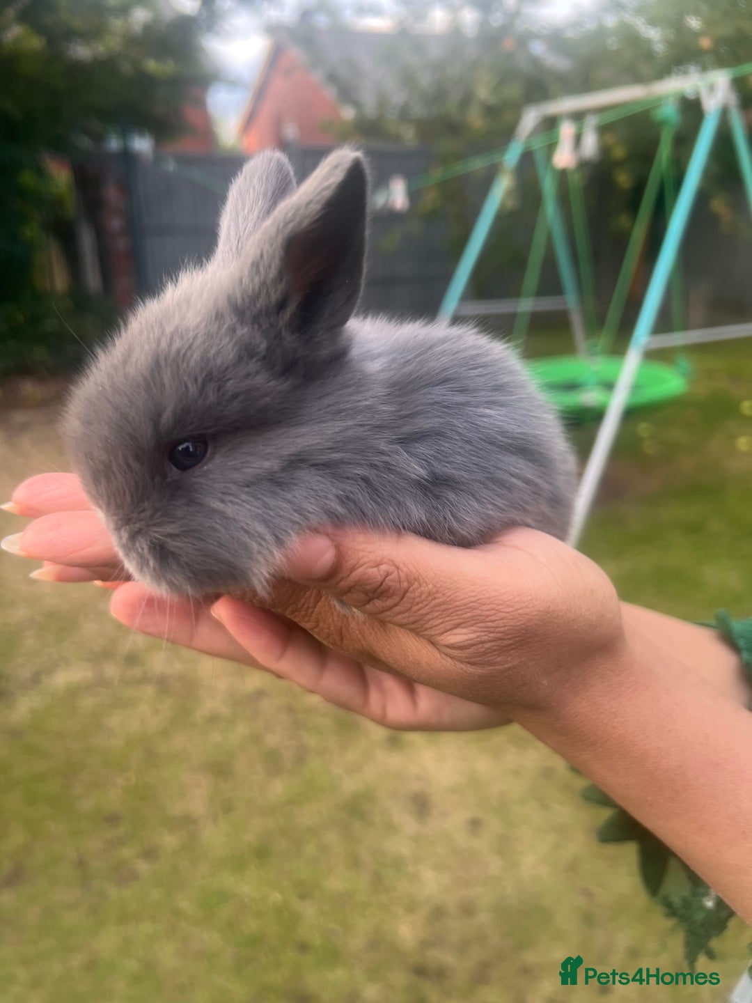 Mini Lion Lop rabbits for sale: Mini lop - Image 20