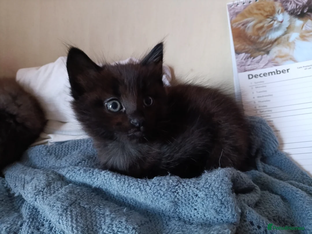 Mixed Breed cats for sale: 2 Longhaired siberian cross kittens. Ready now - Advert 2