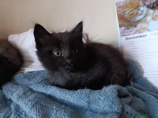 Mixed Breed cats 2 Longhaired siberian cross kittens. Ready now - Advert 12