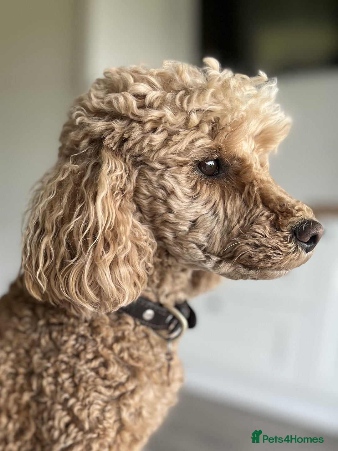 Miniature Poodle dogs for sale: Bred for temperament , health and quality. - Image 6