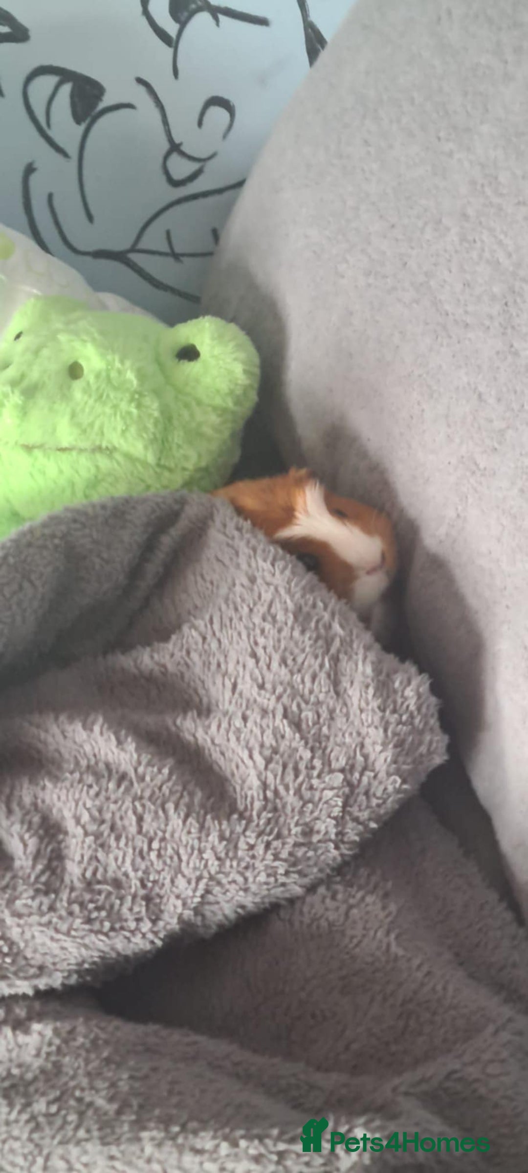 Guinea Pig rodents for sale: 2 female guinea pigs. Includes;  - Image 4