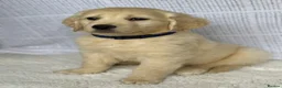 Golden Retriever dogs for sale: Golden retriever puppies - Advert 12