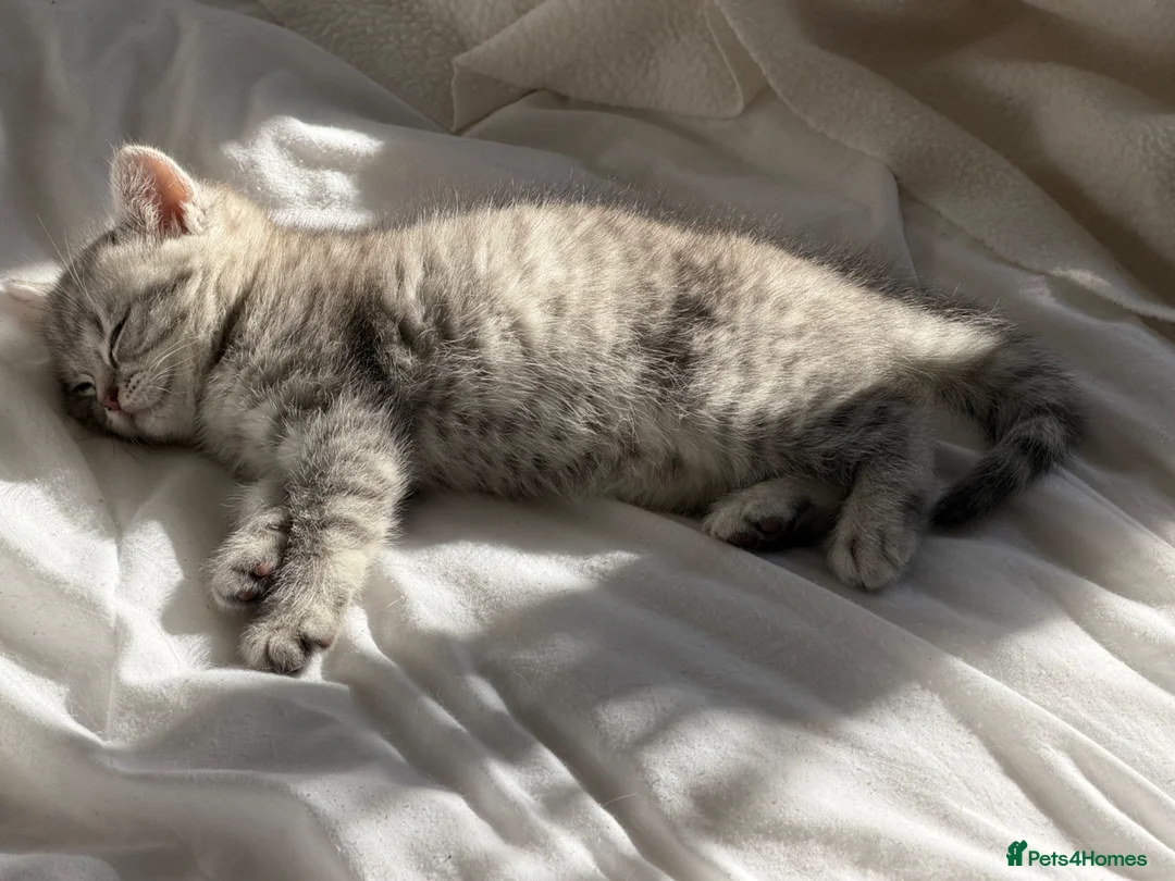 British Shorthair cats for sale: 🏆GCCF Rare Lilac Tabby  - Advert 25