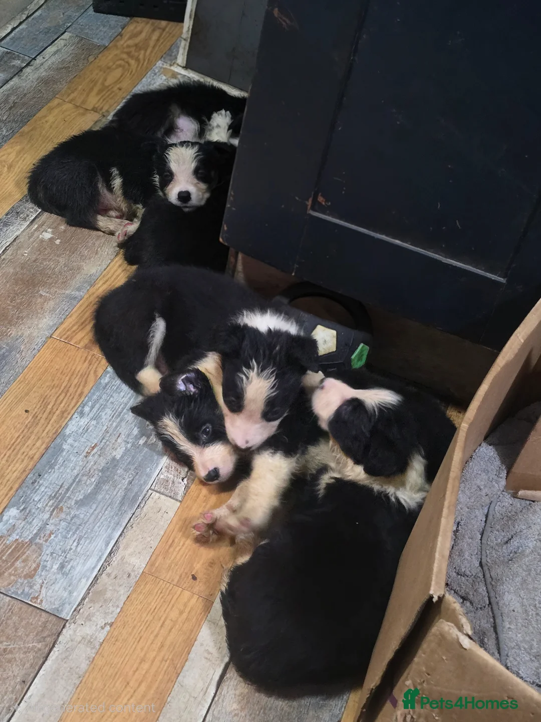Border Collie dogs for sale: Border Collie Pups - Advert 2