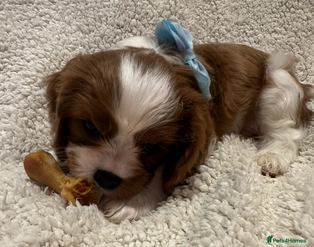 Cavalier King Charles Spaniel dogs for sale: King Charles Cavalier BOY Champion  - Advert 13