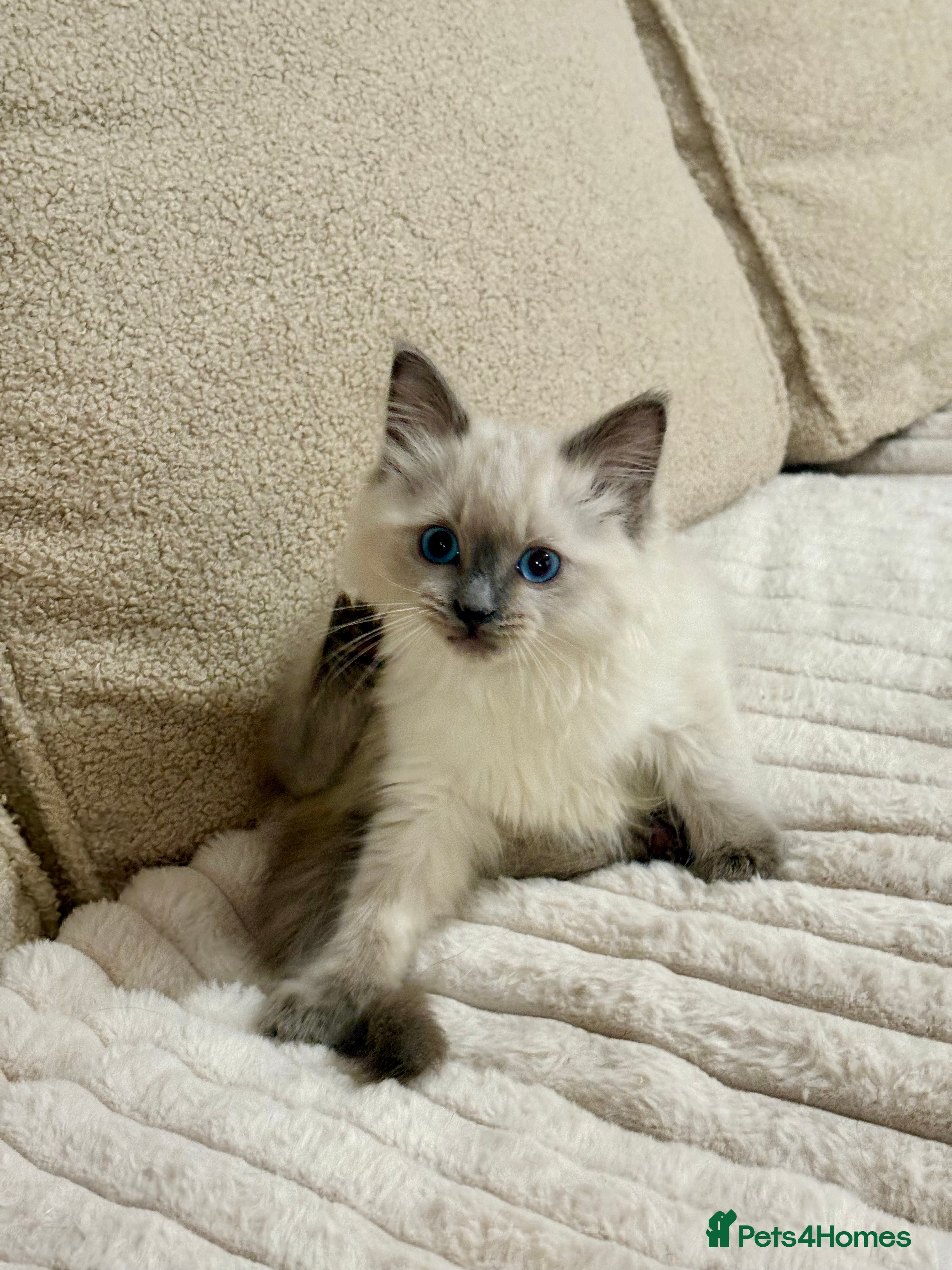 Ragdoll cats GCCF Non Active Gorgeous Ragdoll Kittens - Advert 14