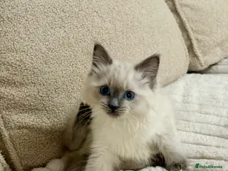 Ragdoll cats GCCF Non Active Gorgeous Ragdoll Kittens - Advert 3