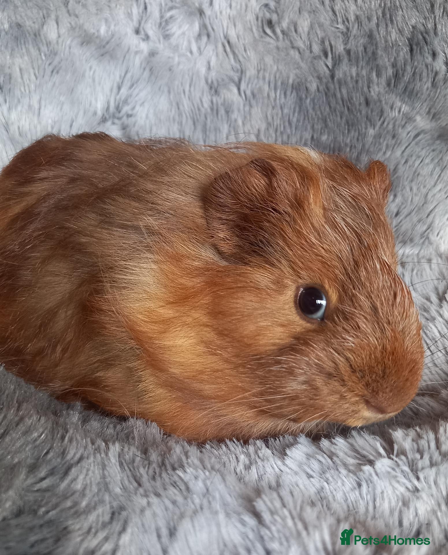 Guinea Pig rodents Baby Guinea Pigs for Sale - Ready Now. - Advert 3
