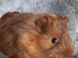 Guinea Pig rodents Baby Guinea Pigs for Sale - Ready Now. - Advert 3