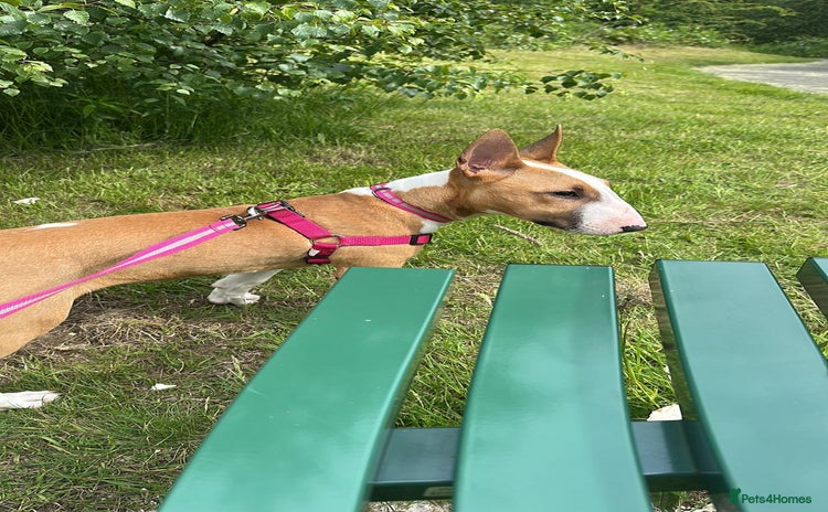 English Bull Terrier dogs - Advert 1