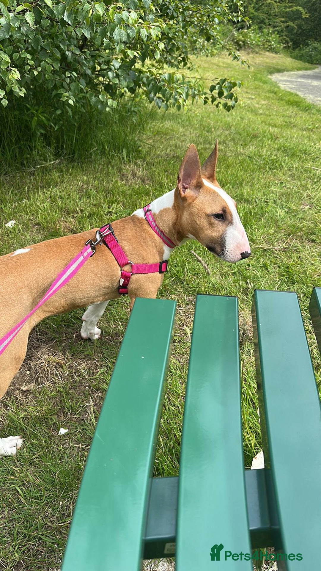 English Bull Terrier dogs for sale: English Bull Terrier Puppy  - Image 1