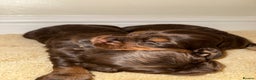 Cocker Spaniel dogs for sale: 2 girls left! Litter of 6 adorable kc reg puppies  - Advert 20