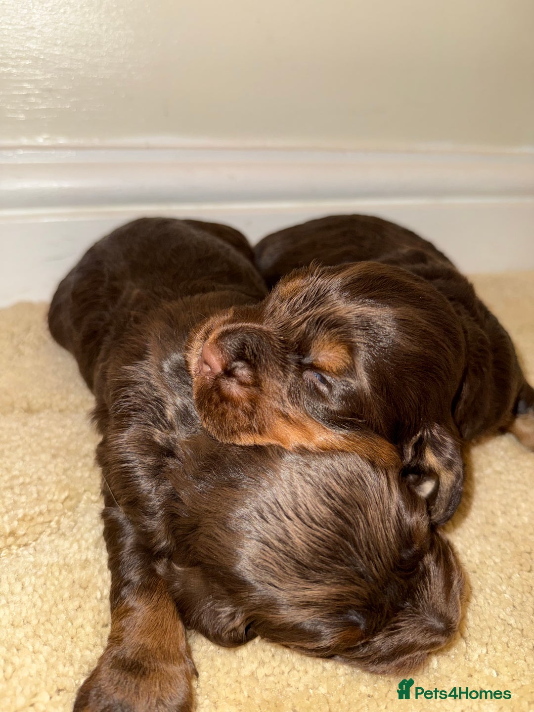 Cocker Spaniel dogs for sale: 2 girls left! Litter of 6 adorable kc reg puppies  - Advert 20