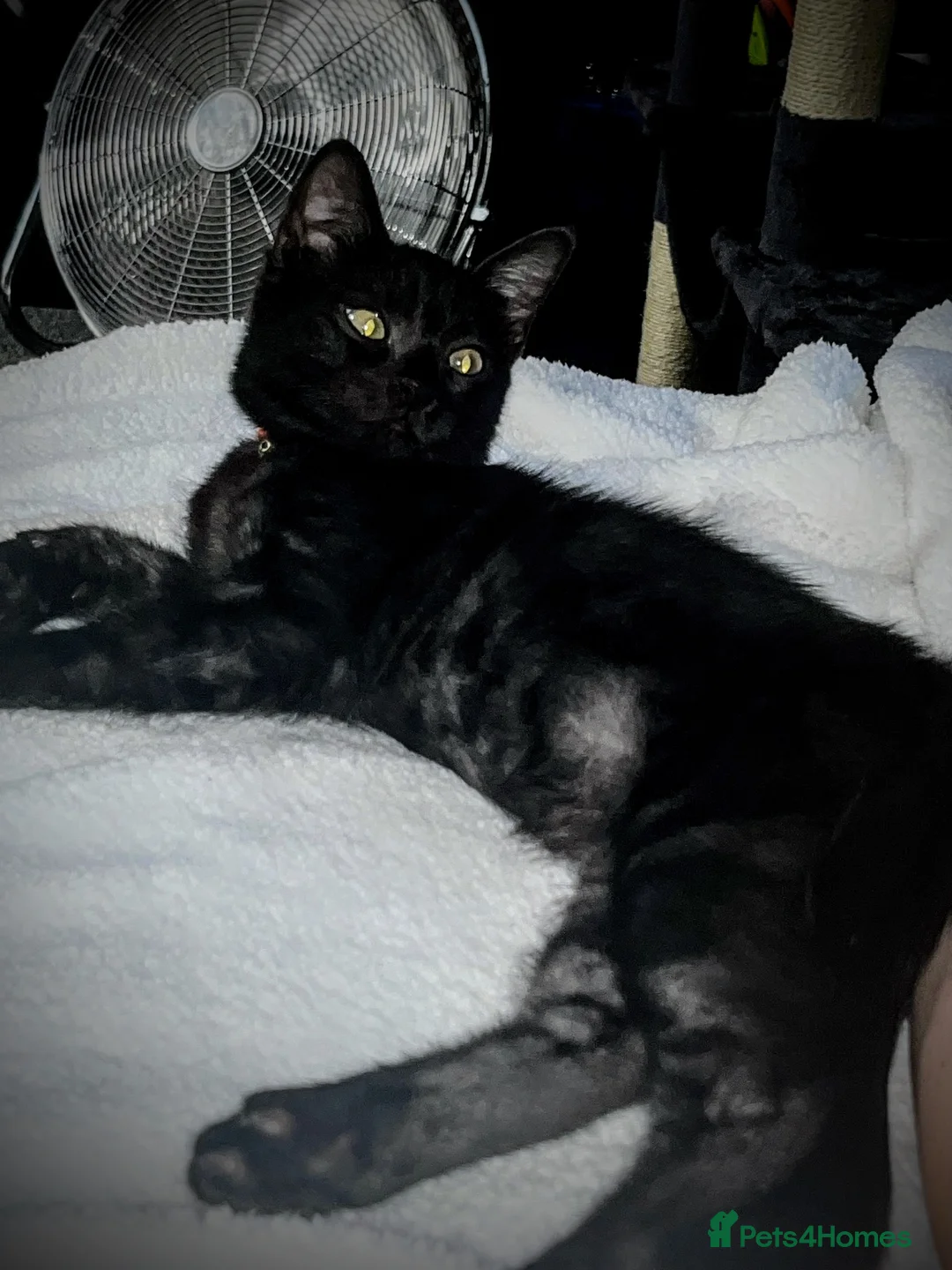 Maine Coon cats for sale: Maincoon x kitten and Bombay kitten  in Wells - Advert 2