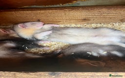 Ferret rodents for sale: Ferrets for sale - Image 4