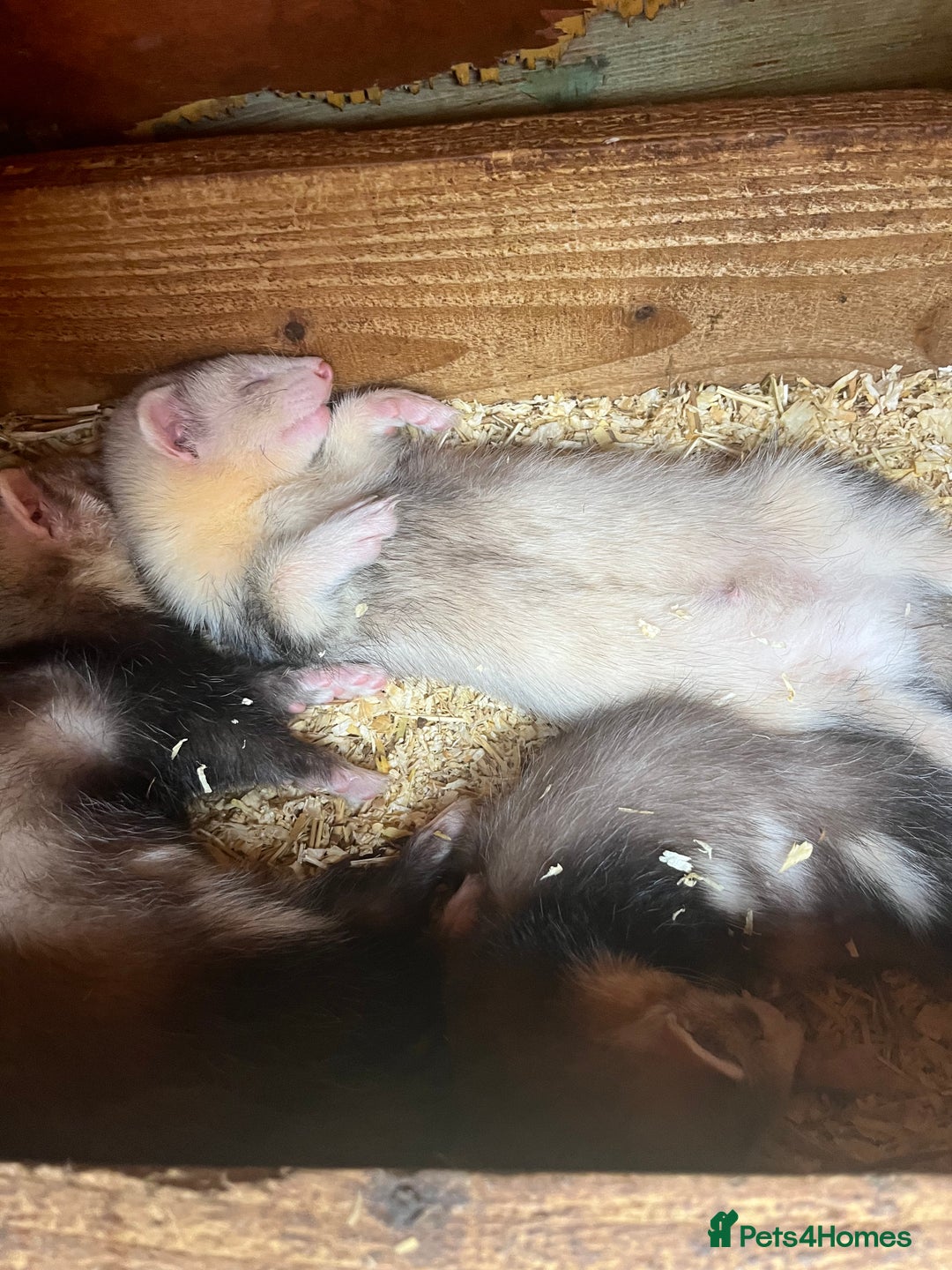 Ferret rodents for sale: Ferrets for sale - Image 4