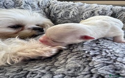 Maltese dogs for sale: 🤩Gorgeous little boy 🤩 - Image 9
