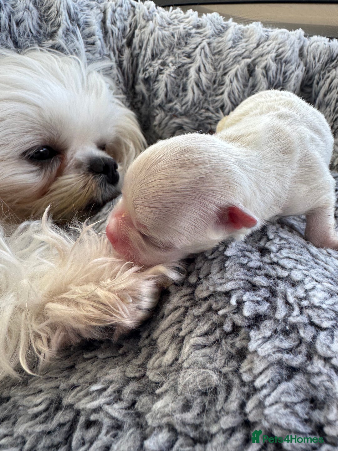 Maltese dogs for sale: 🤩Gorgeous little boy 🤩 - Image 9