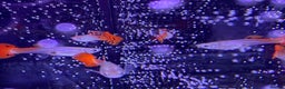 Platies fish for sale: Guppies - Advert 2