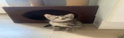 Mixed Breed cats for sale: Bengal mixed breed kittens  - Advert 5