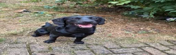 Mixed Breed dogs for sale: Labrador x Cocapoo in Spalding - Advert 6