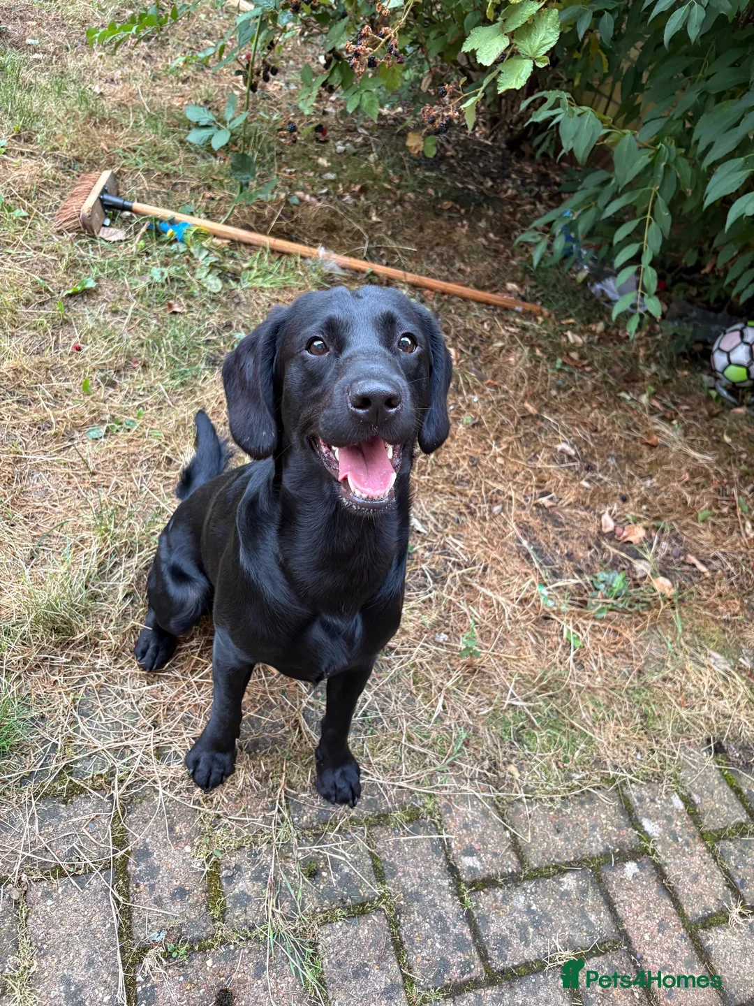 Mixed Breed dogs for sale: Labrador x Cocapoo in Spalding - Advert 6