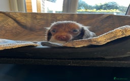 Miniature Dachshund dogs for sale: Miniature dachshund  - Image 6