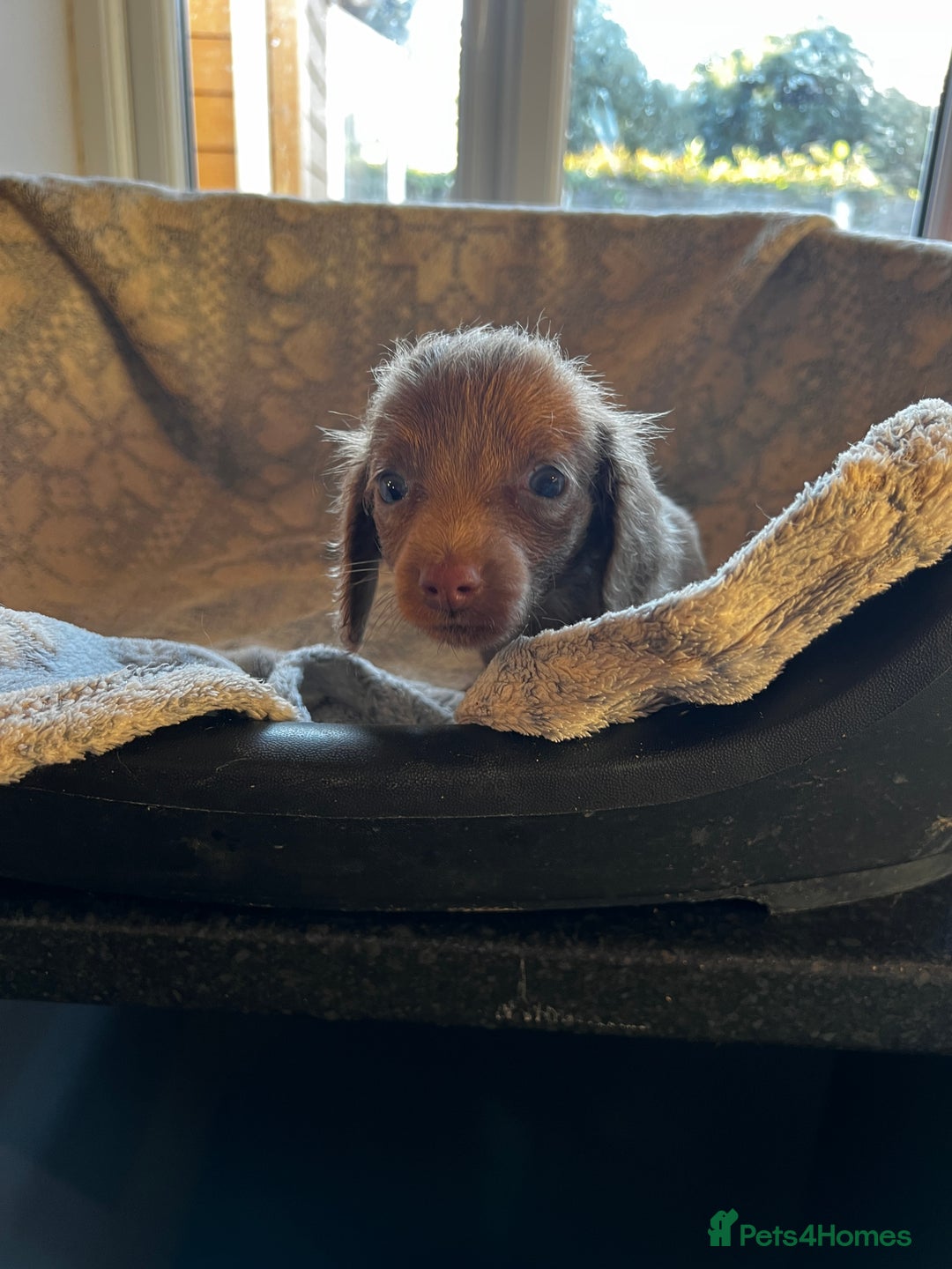 Miniature Dachshund dogs for sale: Miniature dachshund  - Image 6