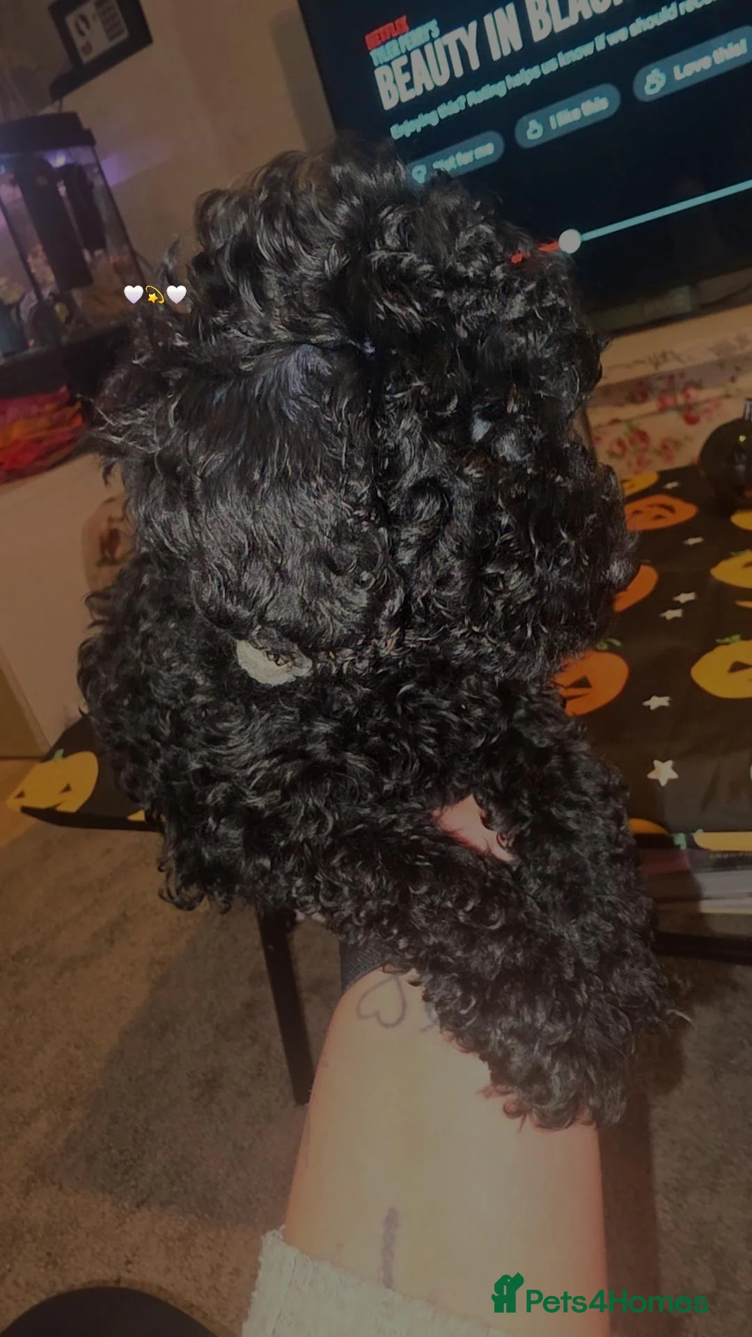 Toy Poodle dogs for sale: Pure black toy poodle  - Advert 2