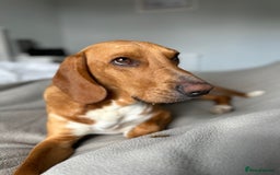 Bavarian Mountain Hound dogs for sale: Zoro needs a new home - Image 9