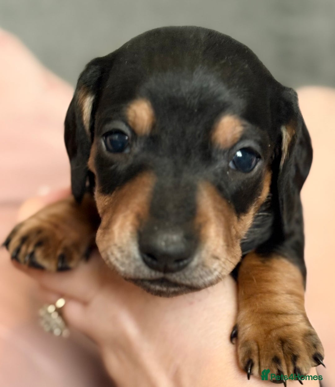 Miniature Dachshund dogs for sale: Beautiful unique babies  - Image 4