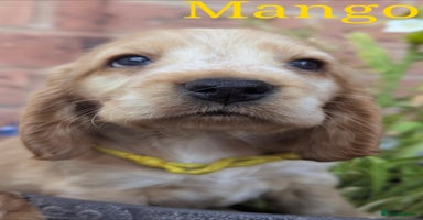 Cocker Spaniel dogs - Advert 4