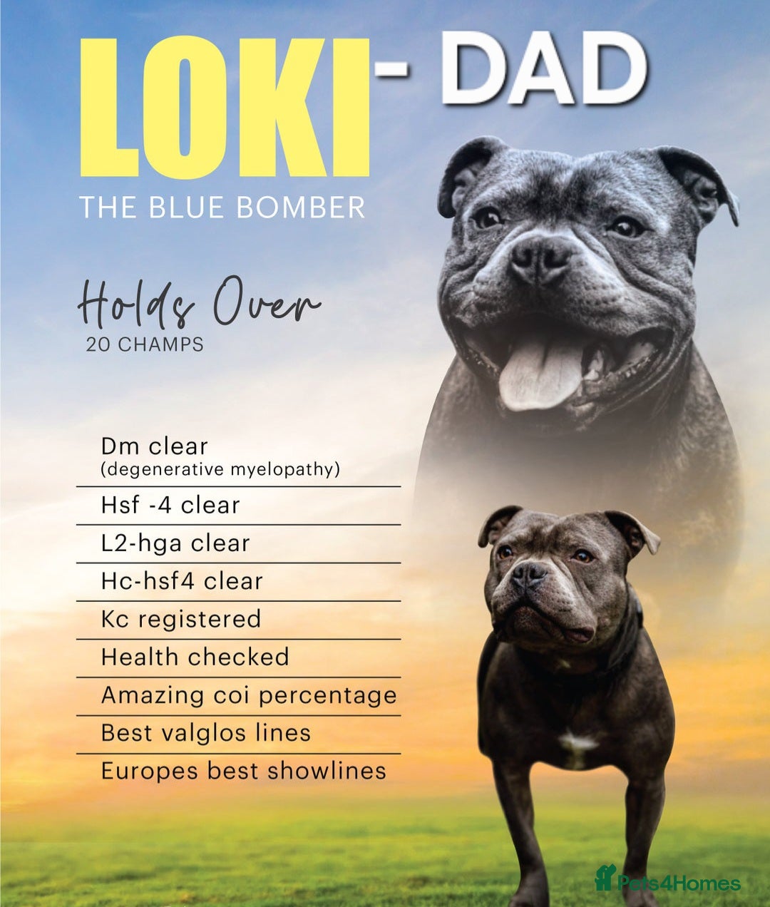 Staffordshire Bull Terrier dogs for sale: Exceptional Staffy Bull Terriers– Valglo Bloodline - Advert 15