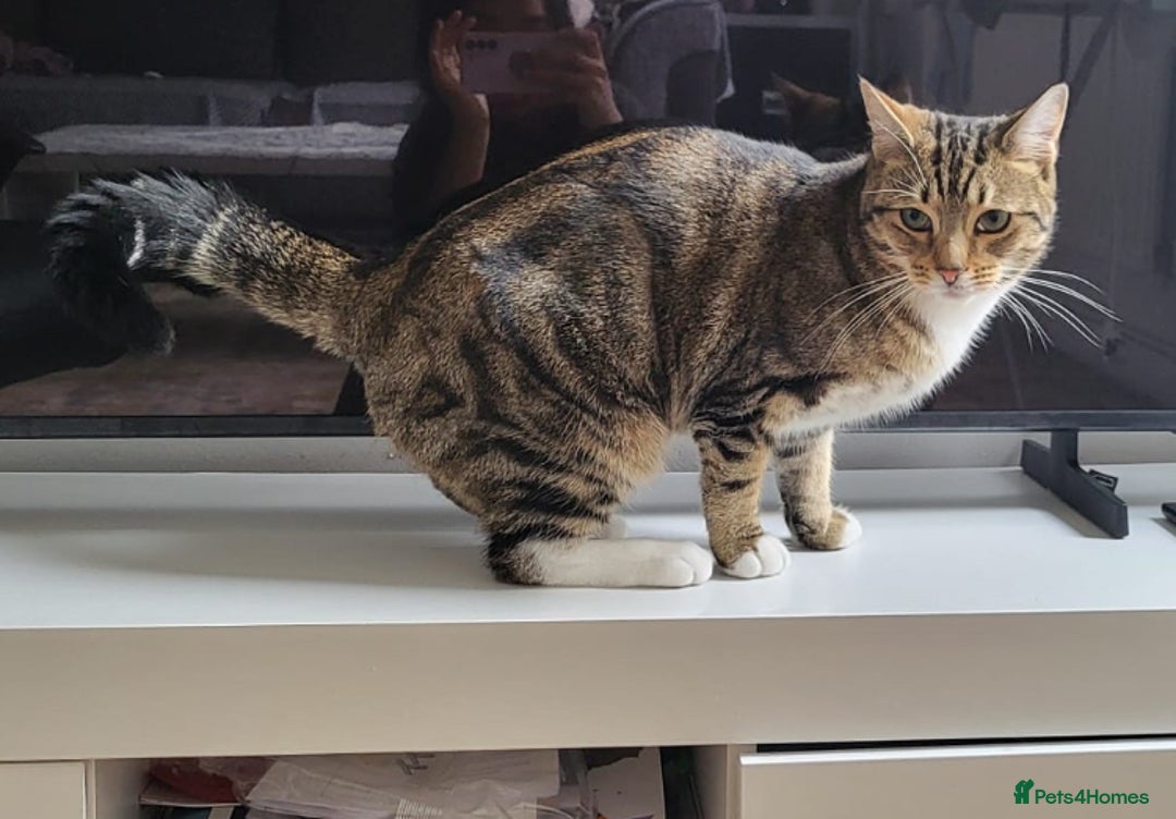 Domestic Shorthair cats for sale: Male kitty  - Advert 2