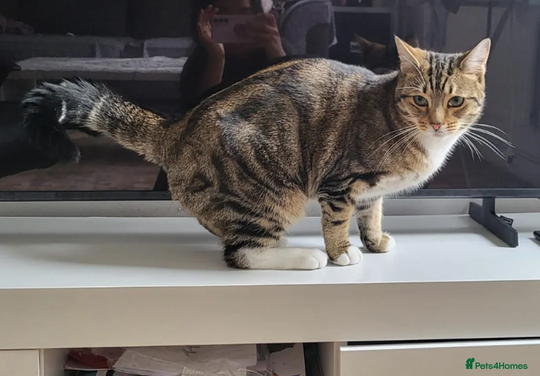 Domestic Shorthair cats for sale: Male kitty  *has been sold*  - Advert 2