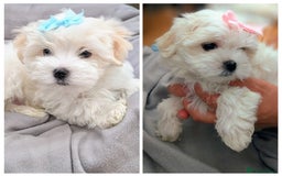Maltese dogs for sale: Beautiful Small Size Maltese ONLY TWO PUPPIES LEFT - Image 1