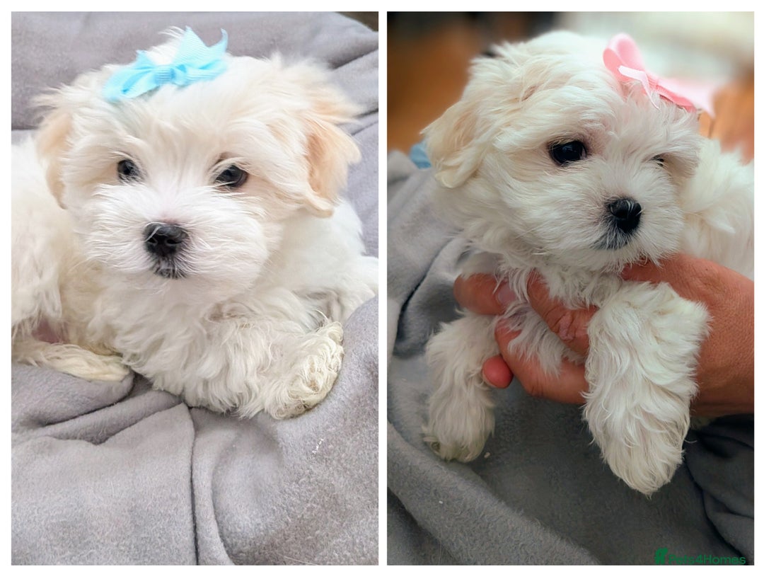 Maltese dogs for sale: Beautiful Small Size Maltese ONLY TWO PUPPIES LEFT - Image 1