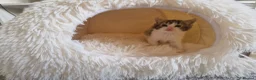 Ragdoll cats for sale: Beautiful kittens looking for new home  - Advert 3