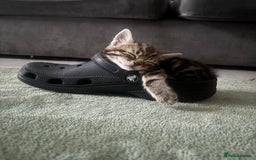 Mixed Breed cats for sale: Beautiful mixed breed kittens - Image 2