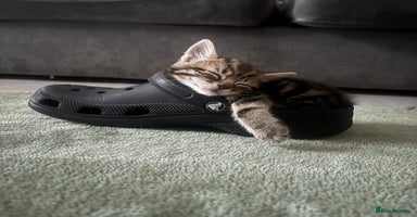 Mixed Breed cats - Advert 11