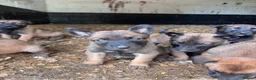 Belgian Shepherd Dog dogs for sale: Belgian Malinois puppies in Bungay - Advert 2