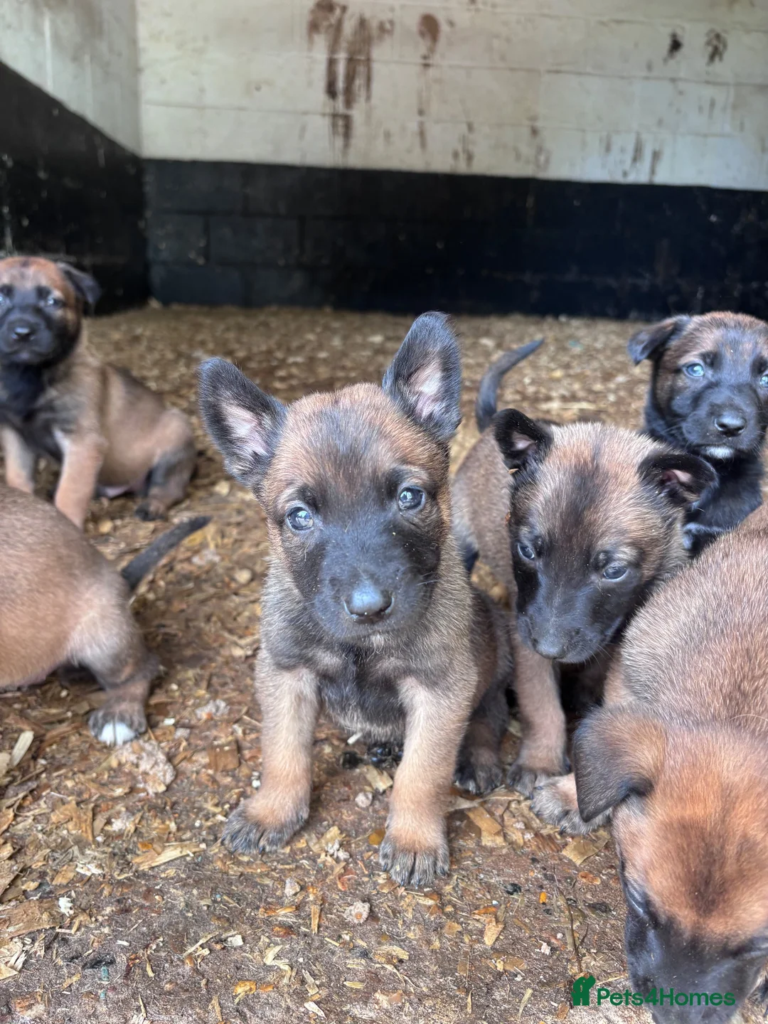 Belgian Shepherd Dog dogs for sale: Belgian Malinois puppies in Bungay - Advert 2
