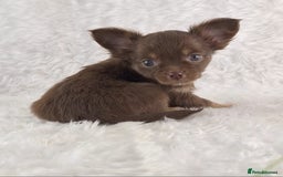 Chihuahua dogs for sale: Stunning Long Coat Chihuahua Puppies  - Image 3